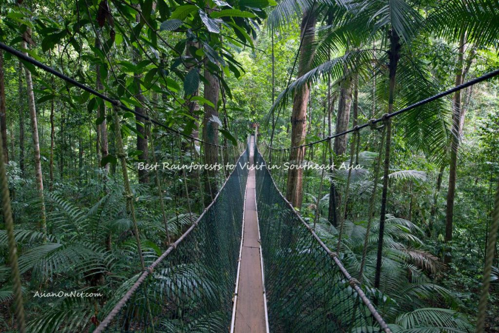 Best rainforests to visit in southeast Asia