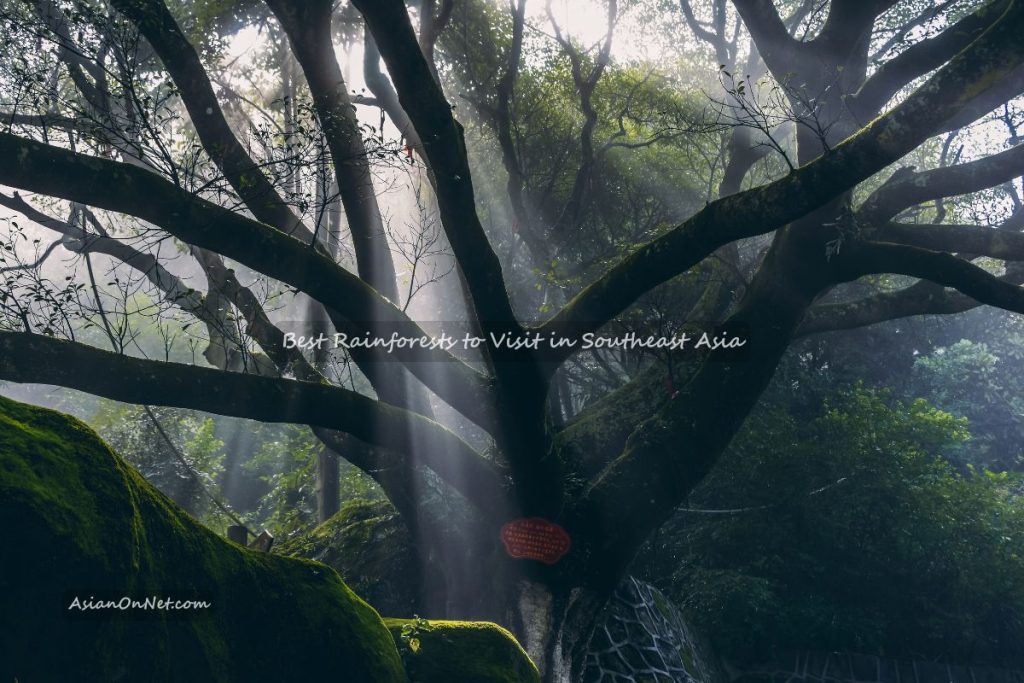 Best rainforests to visit in southeast Asia