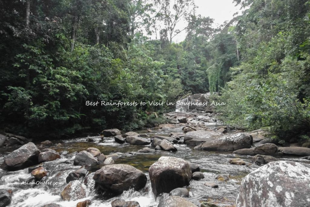 Best rainforests to visit in southeast Asia