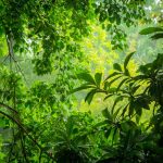 Discover The Best Rainforests To Visit In Southeast Asia