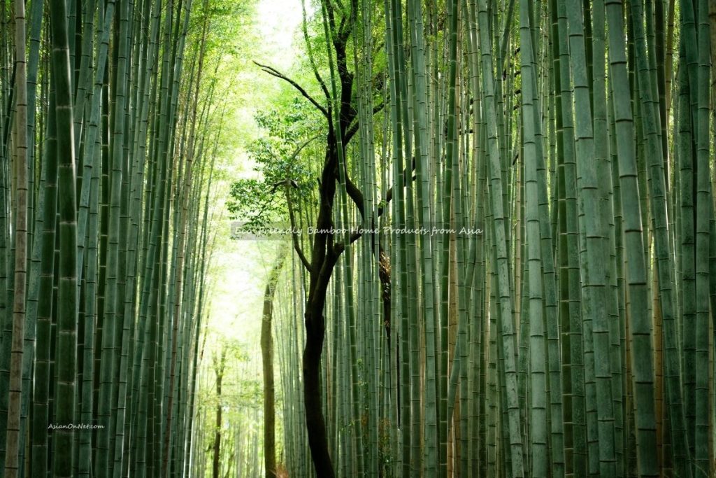 Eco-Friendly Bamboo Home Products from Asia
